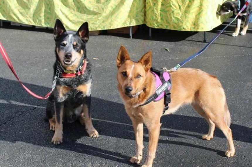 Alpachiri impulsa la tenencia responsable de mascotas
