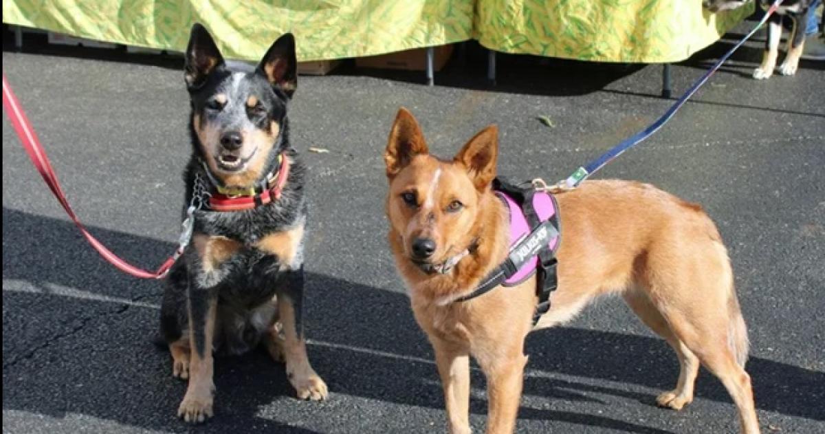 Alpachiri impulsa la tenencia responsable de mascotas