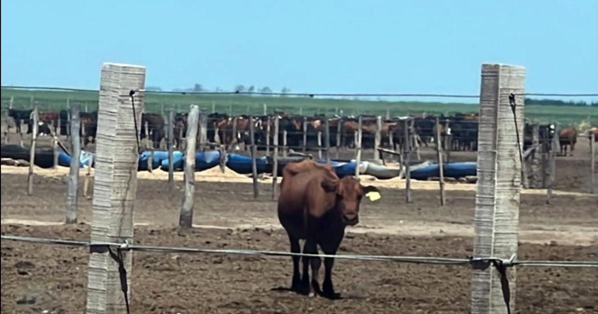 Los animales fueron hallados cuando se los iba a trasladar a una conocida feria