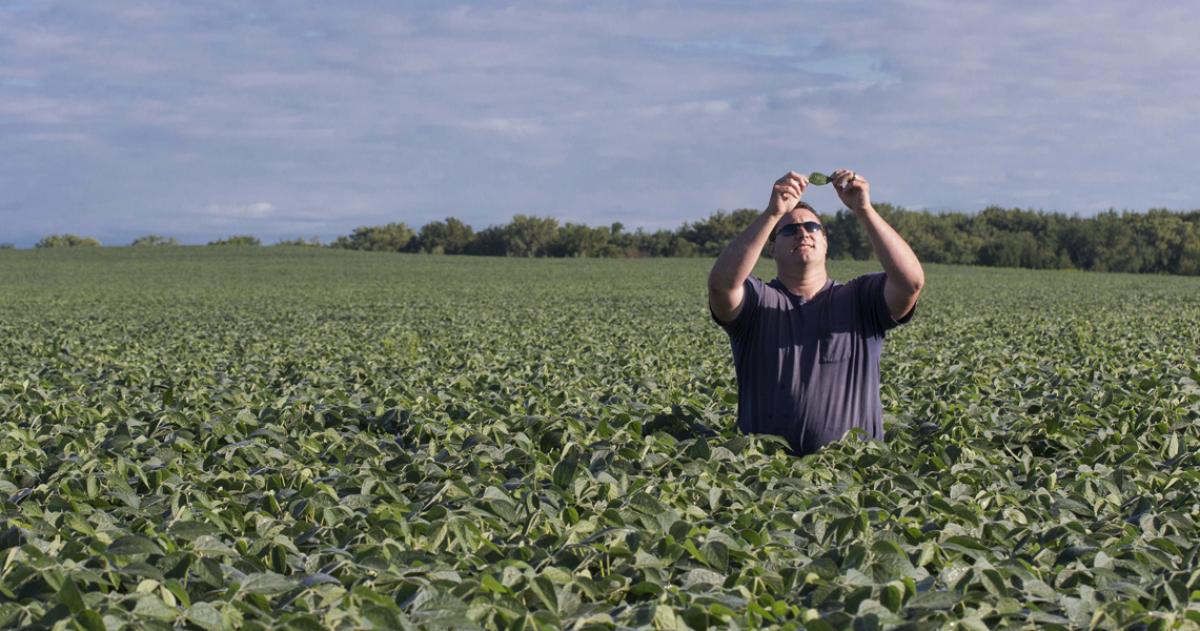 Control de plagas en soja en un contexto de estreacutes hiacutedrico generalizado