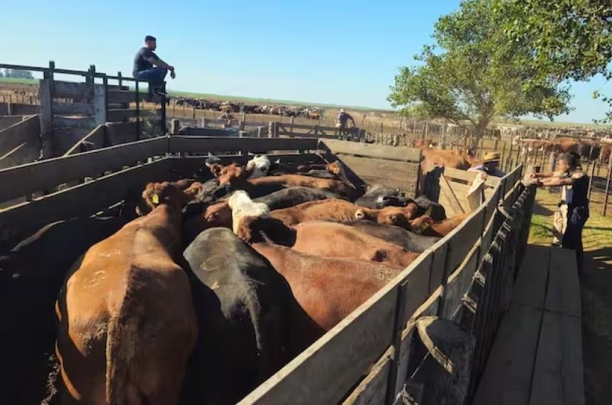 Los animales estaban en un feedlot en Chaj�n provincia de Córdoba