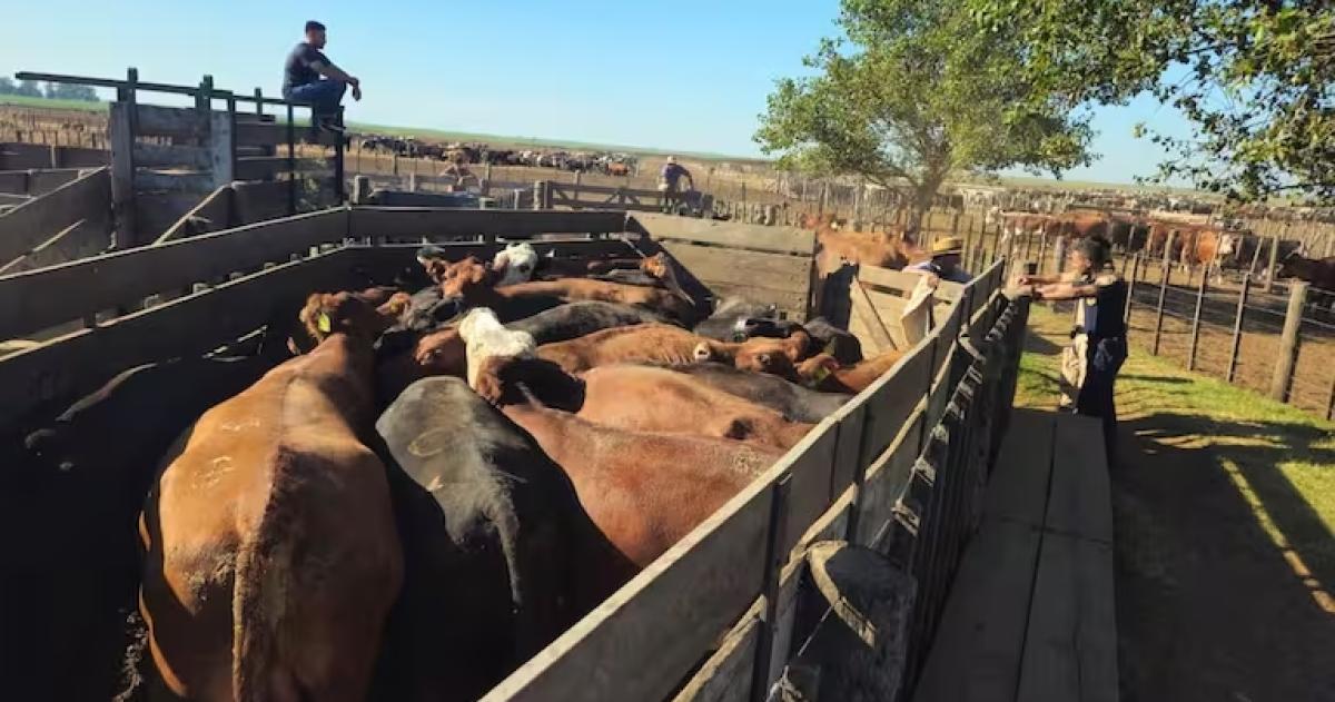 Los animales estaban en un feedlot en Chaj�n provincia de Córdoba