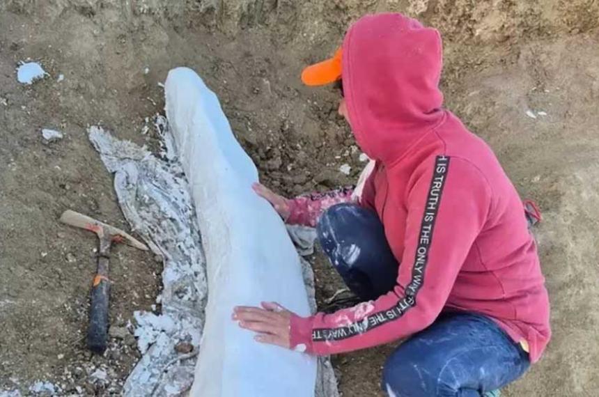 Un colmillo fósil de Notiomastodon platensis fue recuperado en Centinela del Mar en la provincia de Buenos Aires