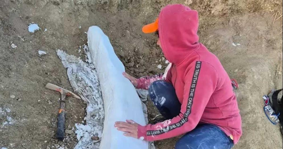 Un colmillo fósil de Notiomastodon platensis fue recuperado en Centinela del Mar en la provincia de Buenos Aires