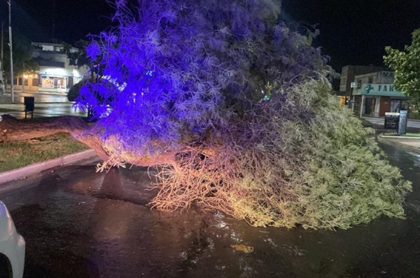 Un �rbol de gran porte cayó sobre la calzada de la Avenida Spnetto