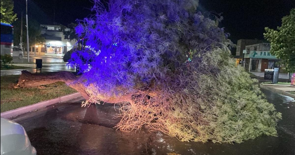 Un �rbol de gran porte cayó sobre la calzada de la Avenida Spnetto
