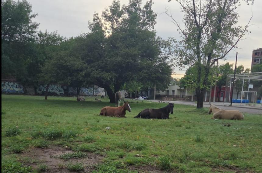 Los caballos fueron vistos en el espacio verde de 9 de Julio y El Fortín