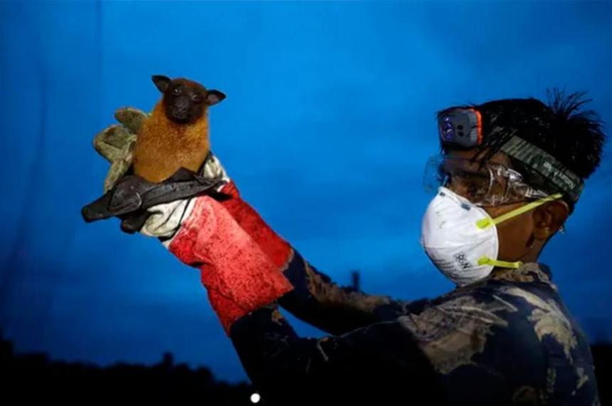 Alerta en India por el virus Nipah- confirmaron cinco casos y refuerzan protocolos sanitarios