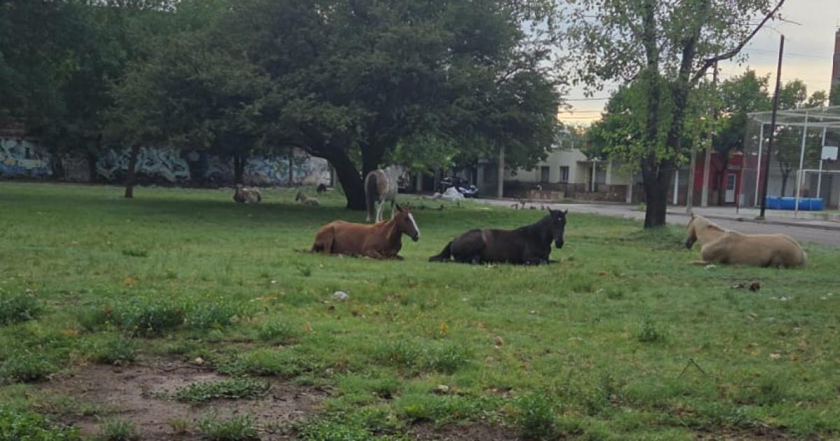 Los caballos fueron vistos en el espacio verde de 9 de Julio y El Fortín