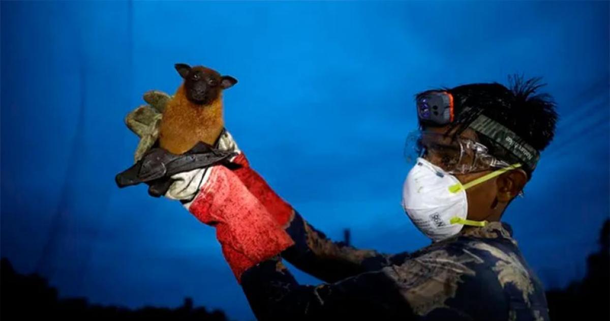 Alerta en India por el virus Nipah- confirmaron cinco casos y refuerzan protocolos sanitarios