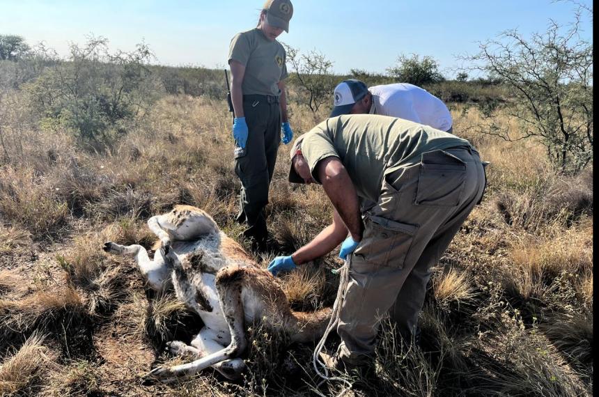 Animales protegidos viacutectimas del exceso de velocidad en la Ruta 152