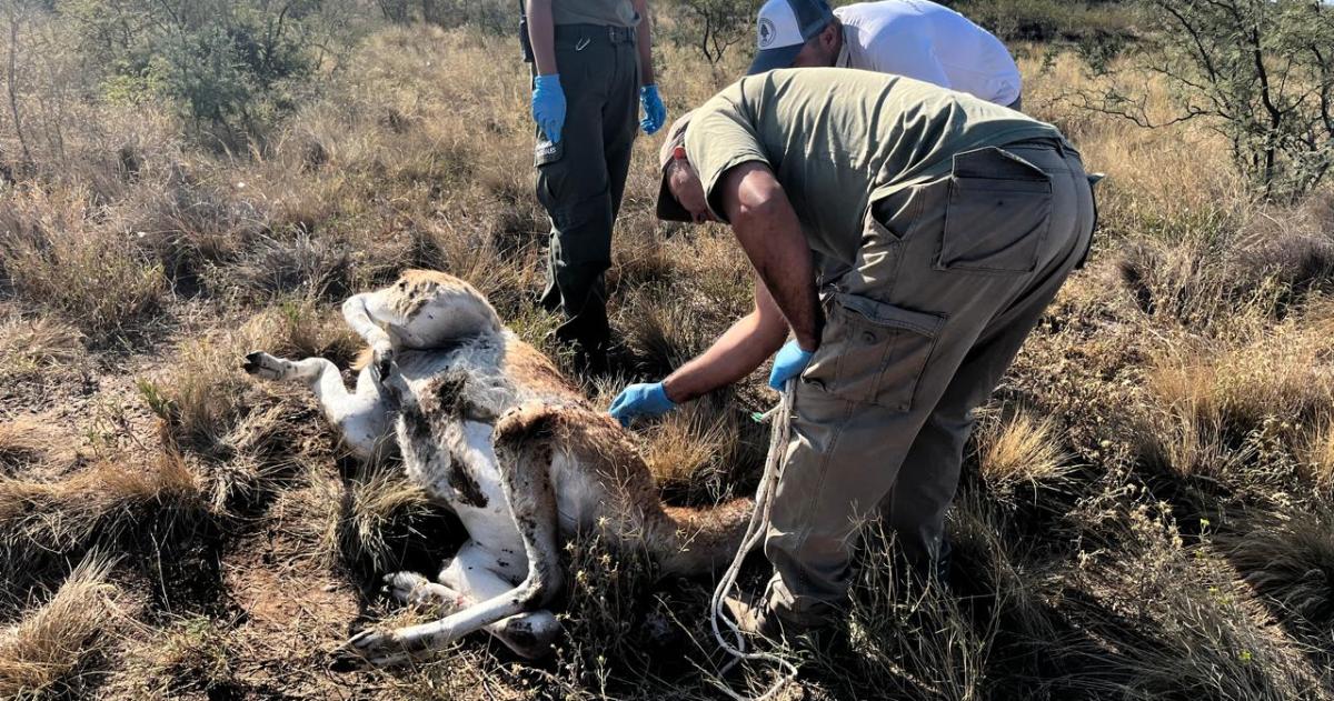 Animales protegidos viacutectimas del exceso de velocidad en la Ruta 152