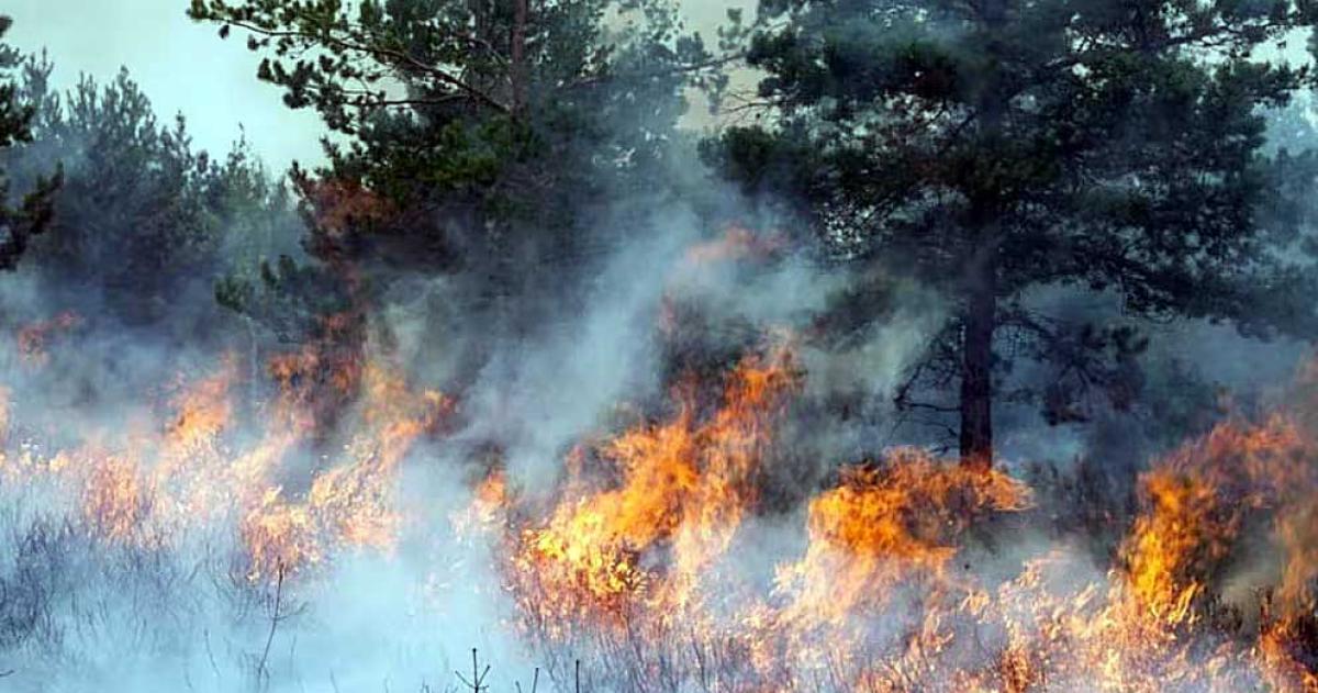 La zona afectada del Parque Nacional Los Alerces