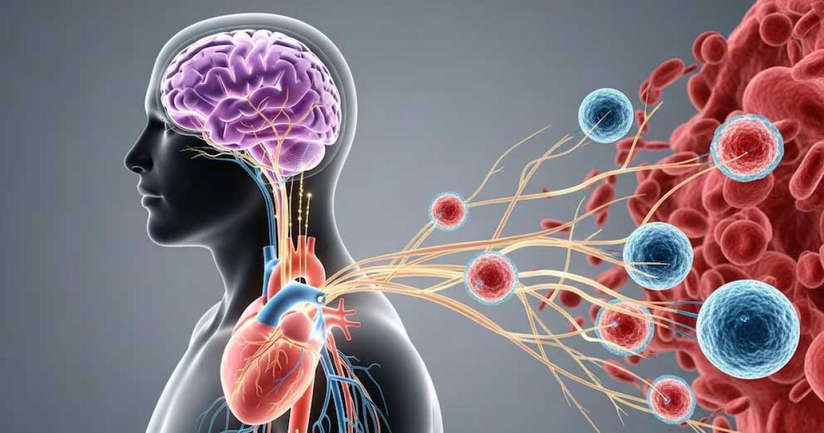 El estudio identificó un circuito biológico entre corazón cerebro y sistema inmunológico que influye en la evolución del infarto de miocardio
