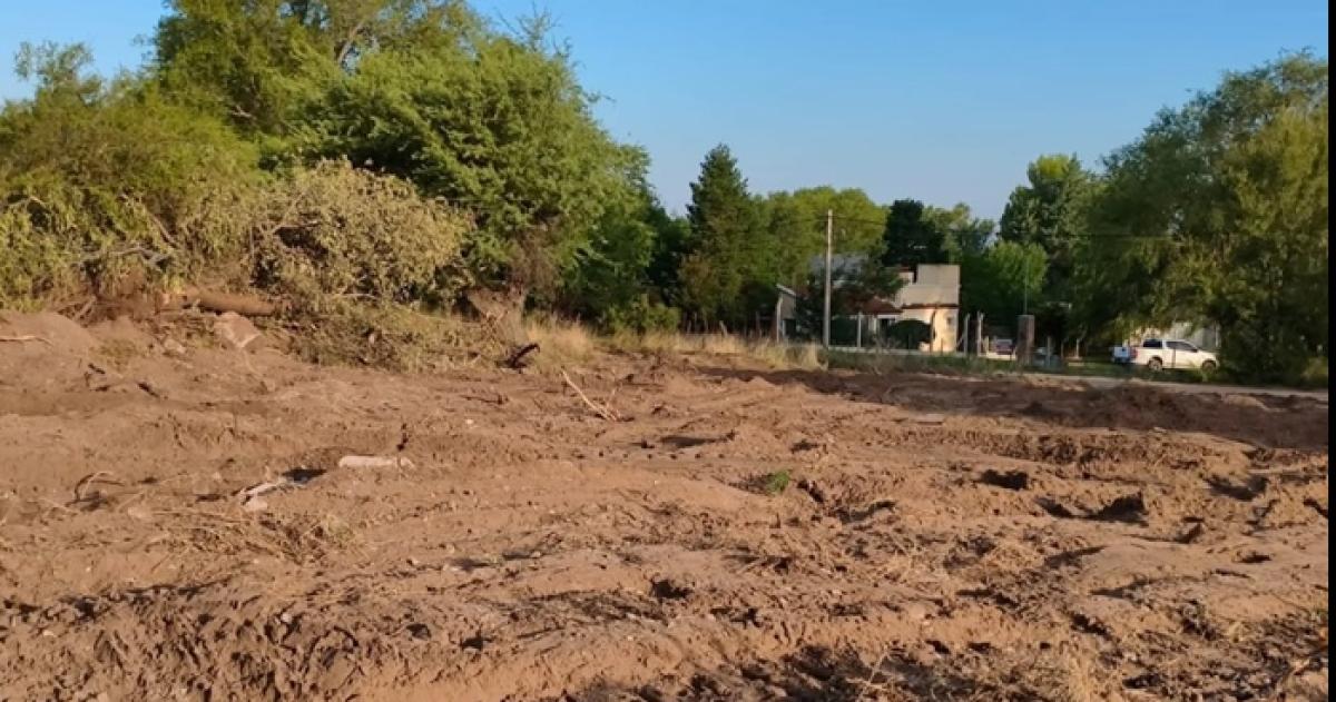 El vecino Martín Herbsommer viralizó im�genes de �rboles derribados por maquinaria pesada