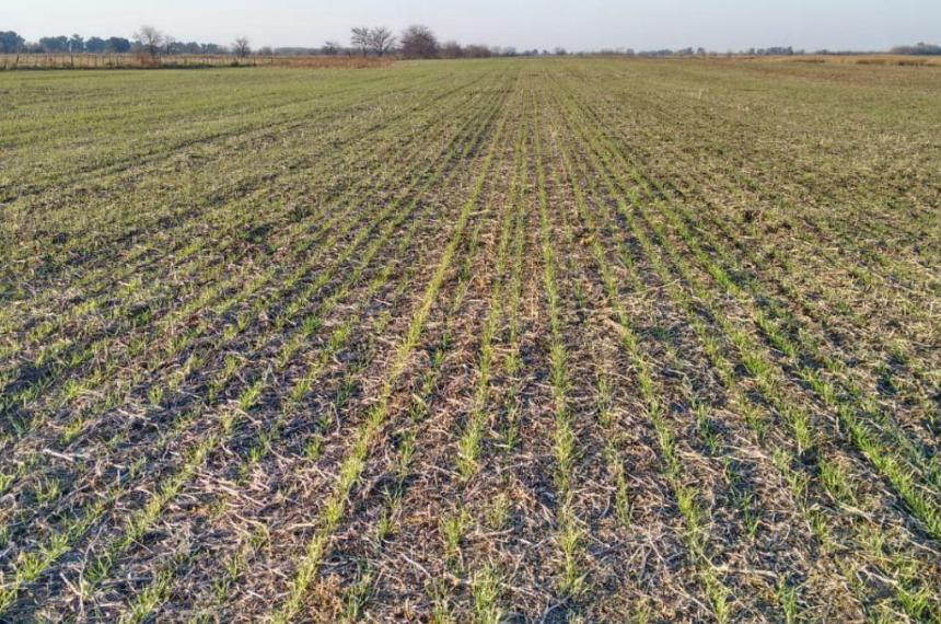 Implantar bien o perder antildeos- el desafiacuteo de las pasturas en La Pampa