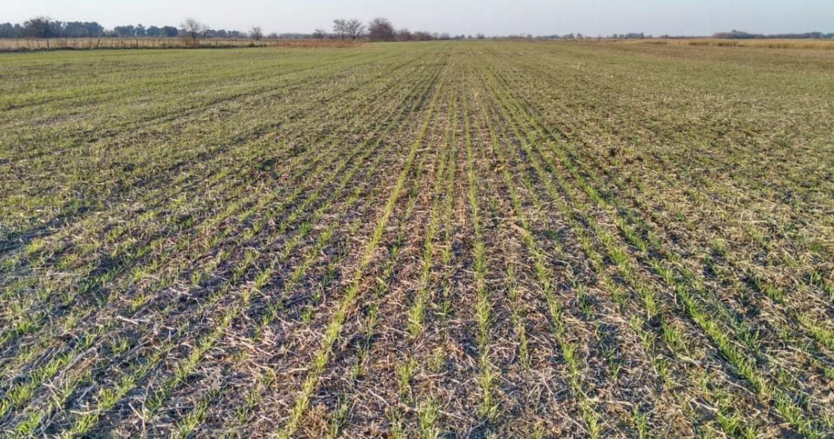 Implantar bien o perder antildeos- el desafiacuteo de las pasturas en La Pampa