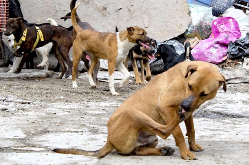 También alertó por el impacto financiero que representa la atención de los casos