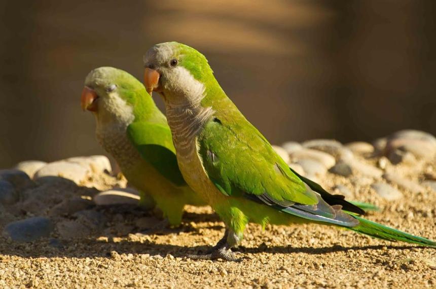 La bacteria de la enfermedad se transmite a través de las aves