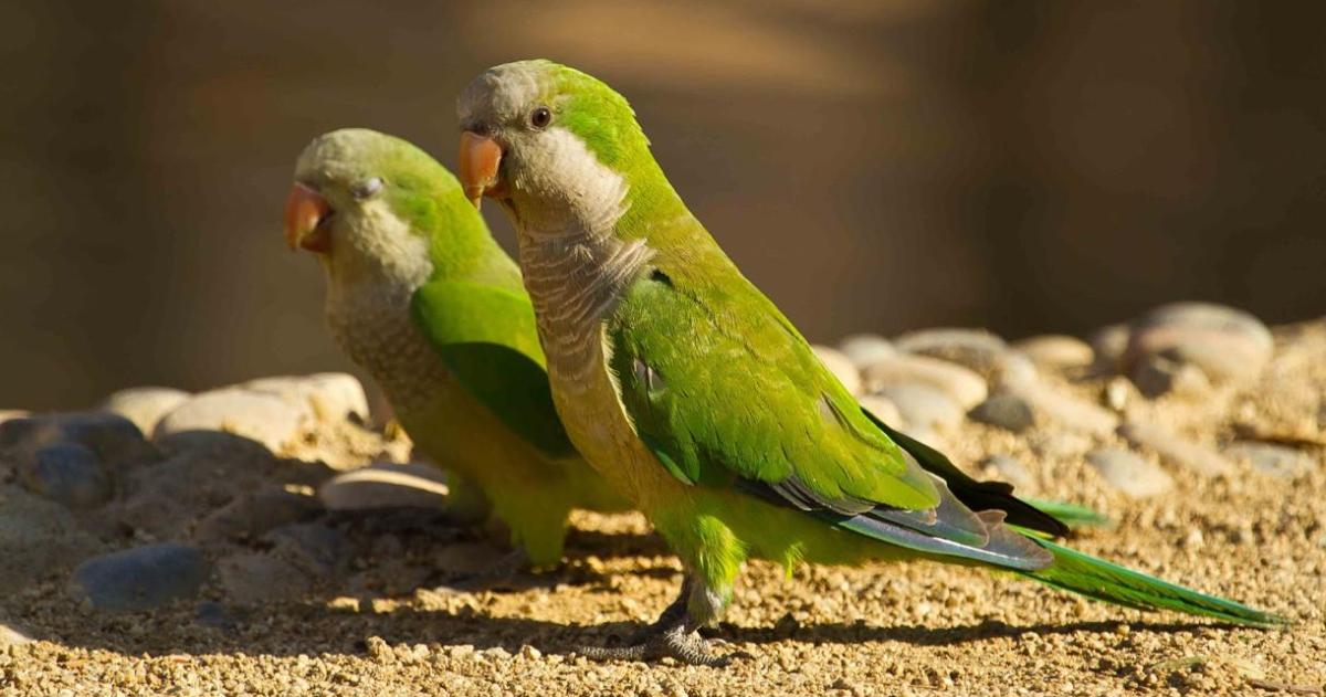 La bacteria de la enfermedad se transmite a través de las aves
