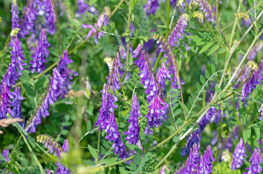 Vicia villosa- una leguminosa clave para la intensificacioacuten agropecuaria 