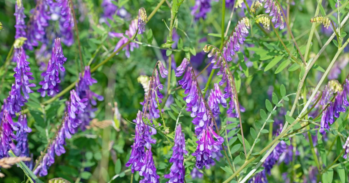 Vicia villosa- una leguminosa clave para la intensificacioacuten agropecuaria 