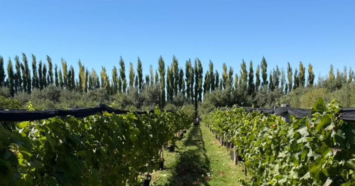 El Gobierno provincial proyecta una marca propia elaborada en la Bodega Boutique de Casa de Piedra