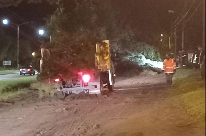En la Avenida Perón personal municipal trabajó para retirar arboles caídos (Foto Pedro Vigne)