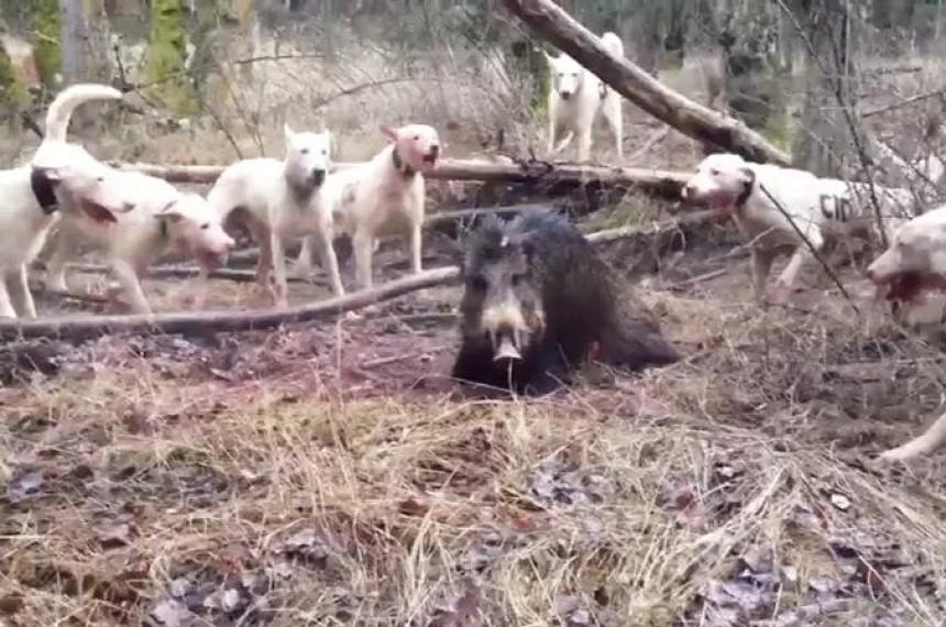 La temporada para jabalí macho se extender� del 1 de marzo al 30 de noviembre de 2026