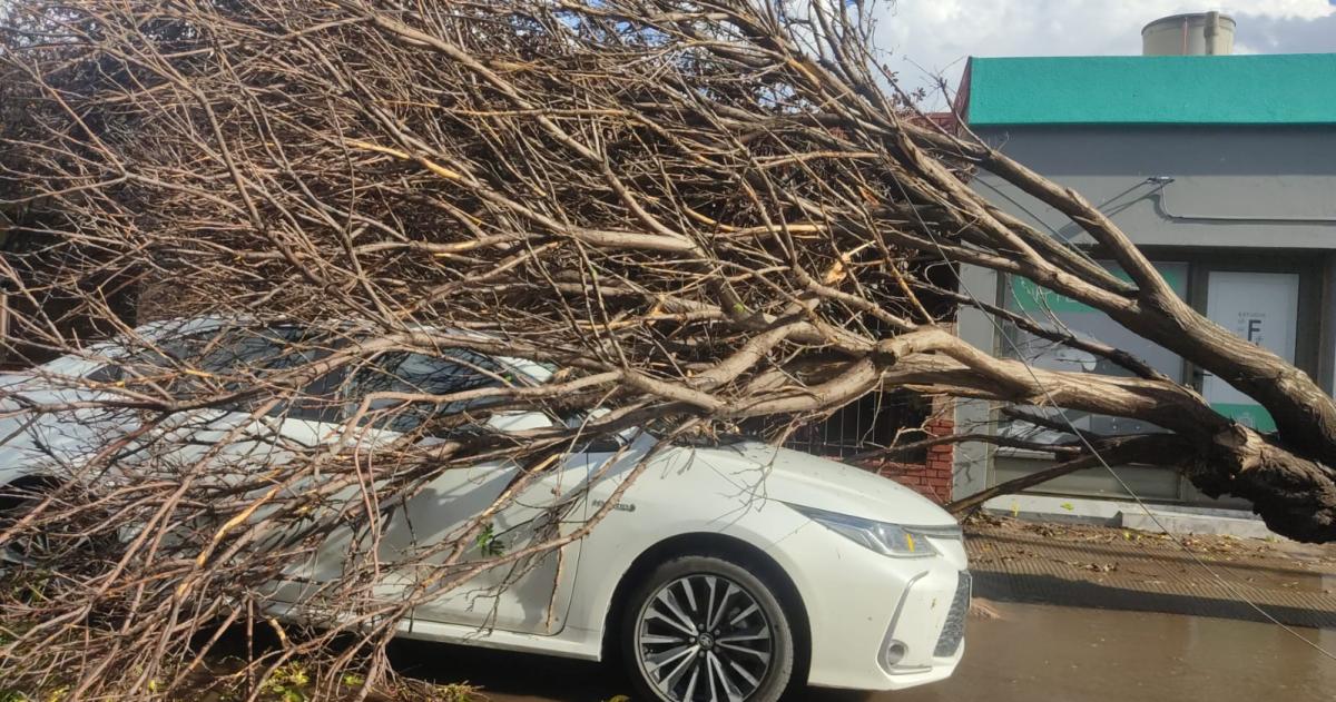 Suspenden la recoleccioacuten de residuos y priorizan el despeje de calles tras el temporal