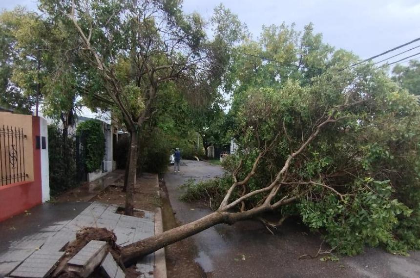 Dantildeo ambiental- llevaraacute deacutecadas reponer la destruccioacuten de los arboles caiacutedos