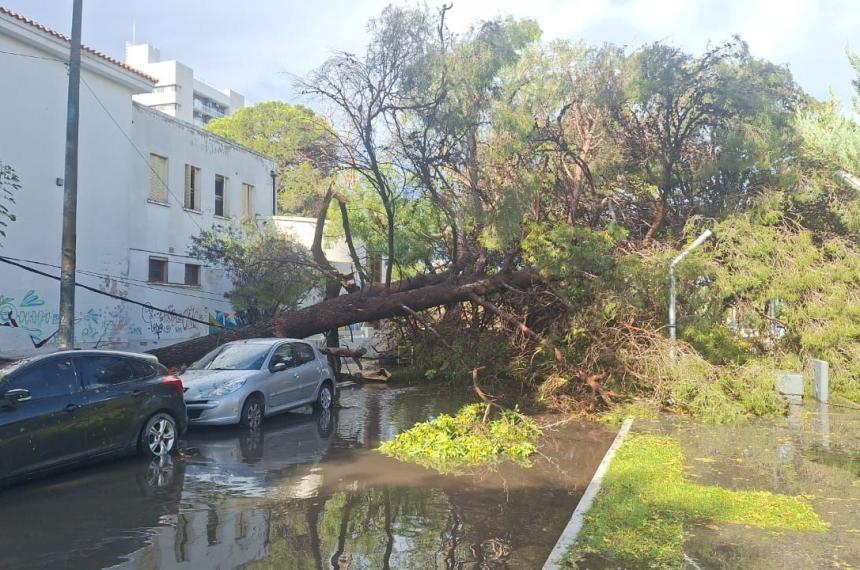 Uno de los �rboles de la Escuela Normal caído sobre la avenida San Martín