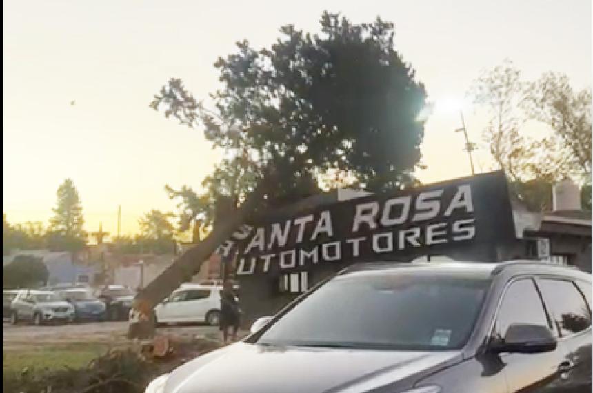 Un aacuterbol cayoacute sobre una concesionaria en la avenida Peroacuten y causoacute graves dantildeos