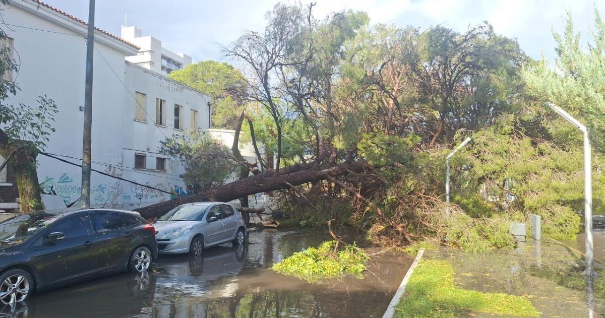 Uno de los �rboles de la Escuela Normal caído sobre la avenida San Martín