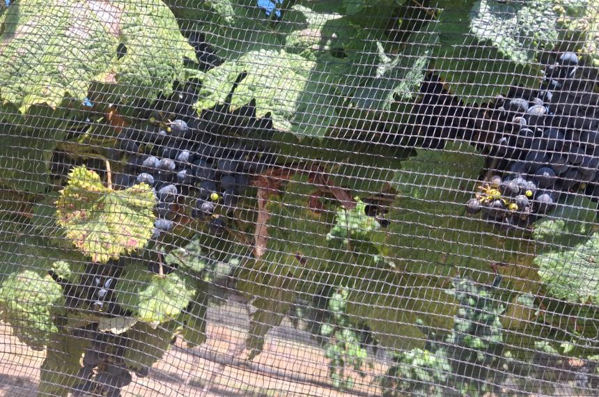 Ser� la sexta cosecha del emprendimiento