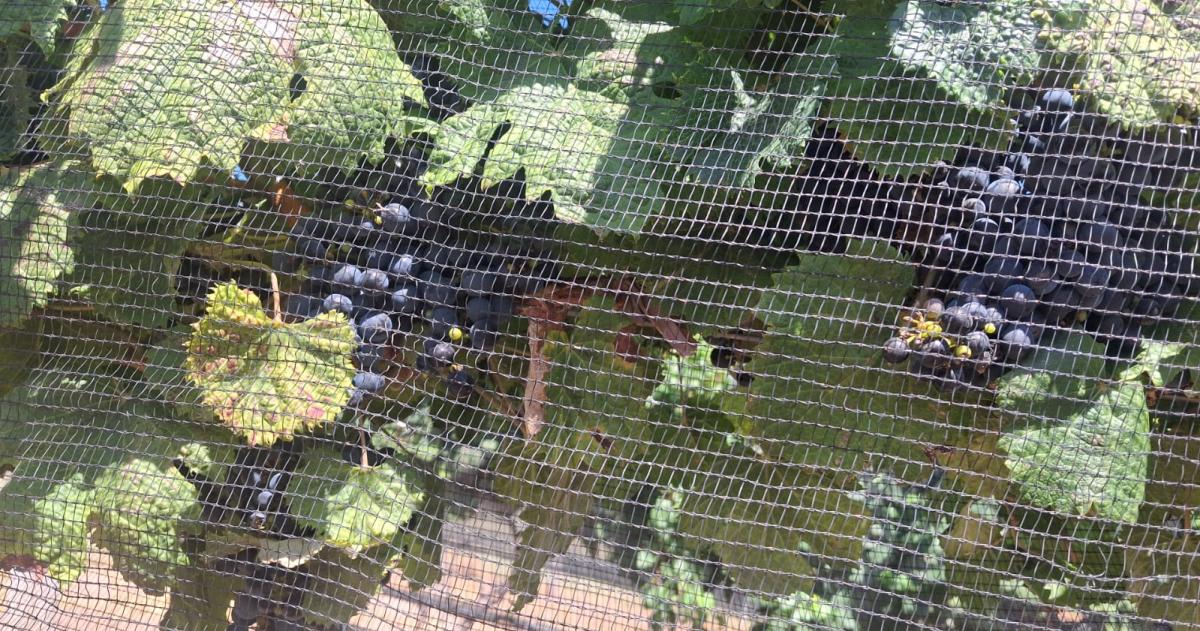 Ser� la sexta cosecha del emprendimiento