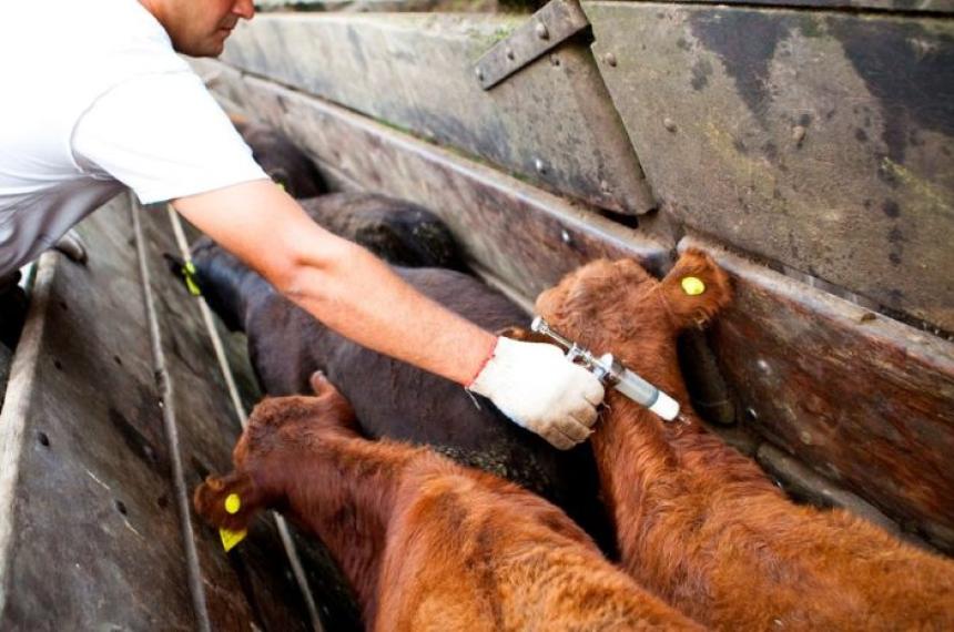 Desde el 2 de marzo los productores deber�n vacunar a sus animales