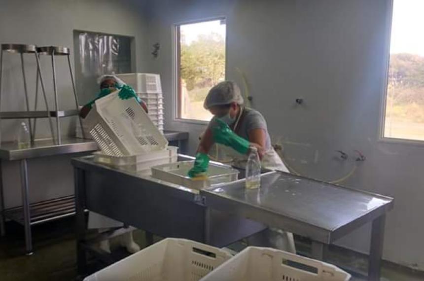 La planta de faena de pollos ser� licitada en Macachín