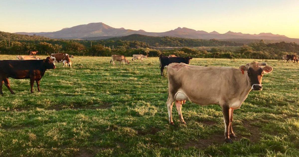 Nueva loacutegica ganadera- suelo pasto y grano en equilibrio