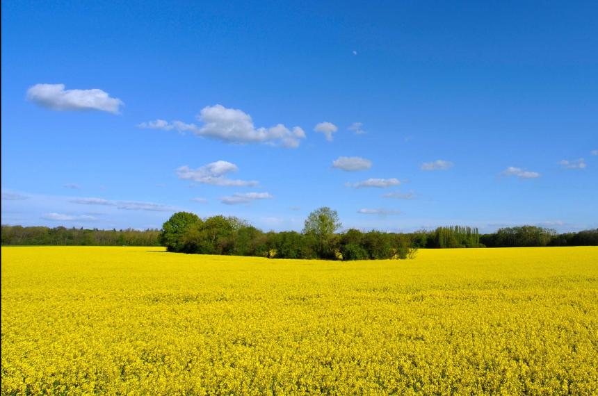 Oleaginosas de invierno- negocio que rinde