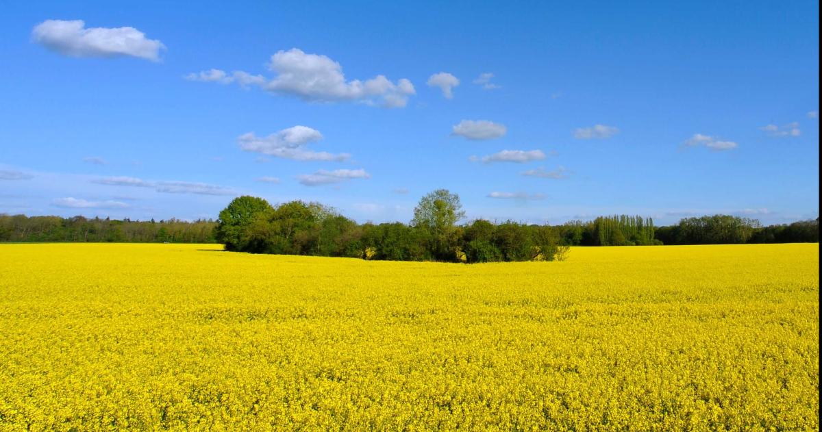 Oleaginosas de invierno- negocio que rinde