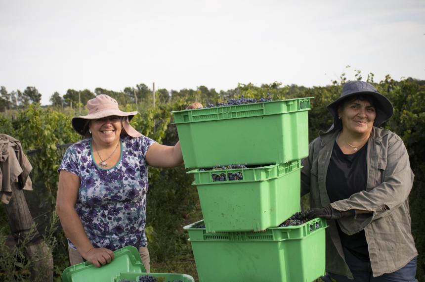 Pichi Huinca- el renacer del vino pampeano bajo manos de mujer
