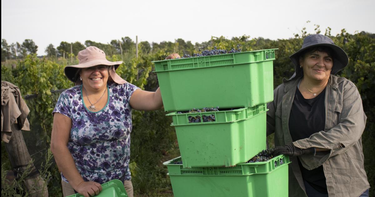 Pichi Huinca- el renacer del vino pampeano bajo manos de mujer