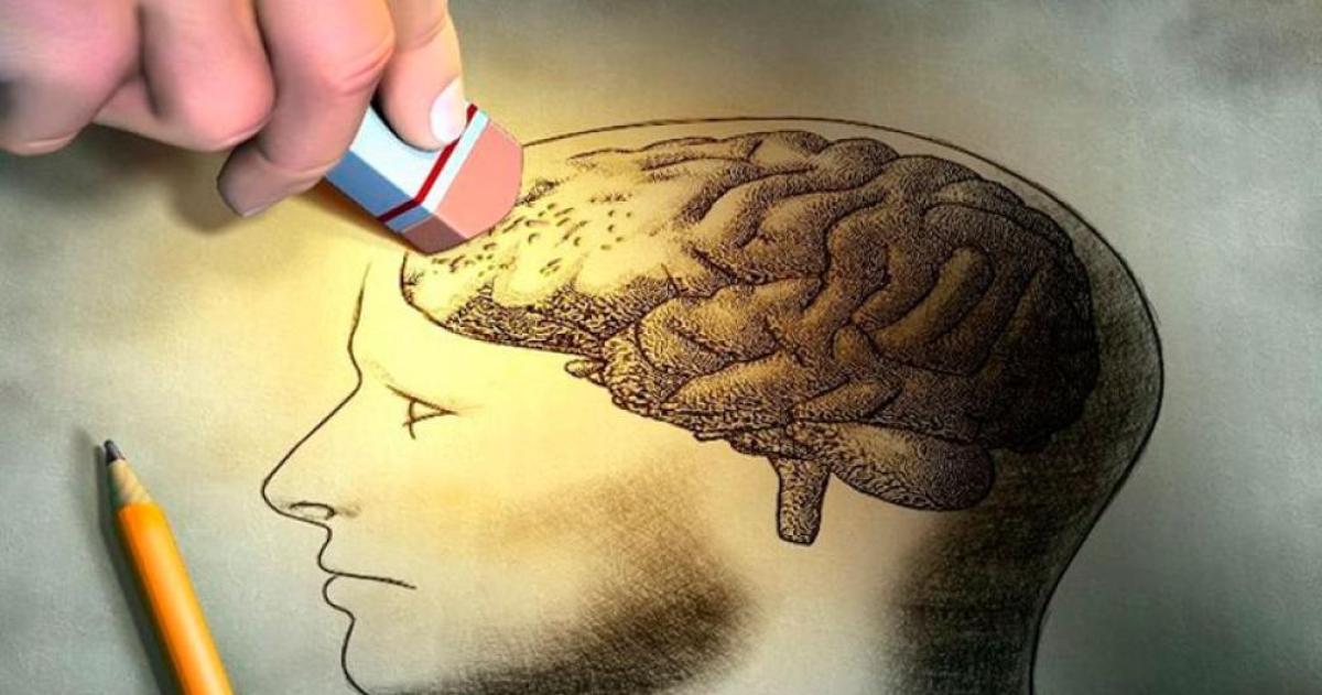 Cientiacuteficos descubren una bacteria intestinal que podriacutea explicar por queacute la memoria empeora con la edad