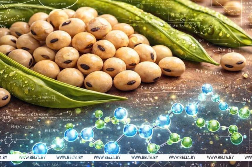 La soja un alimento que depara varias sorpresas