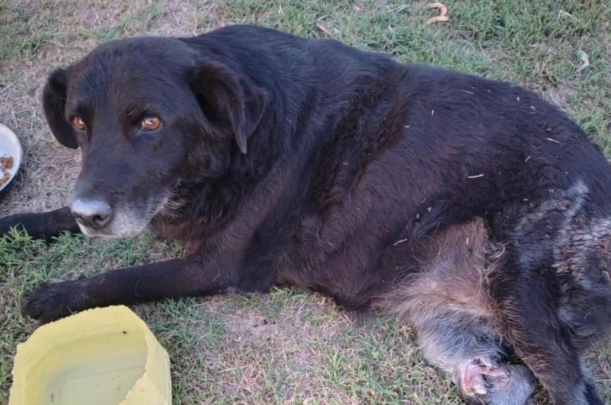 Una operacioacuten de 700000 separa a Negrita de la posibilidad de volver a caminar