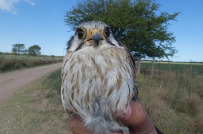 El monitoreo incluyó el marcado de pichones y el an�lisis en distintos tipos de nidos