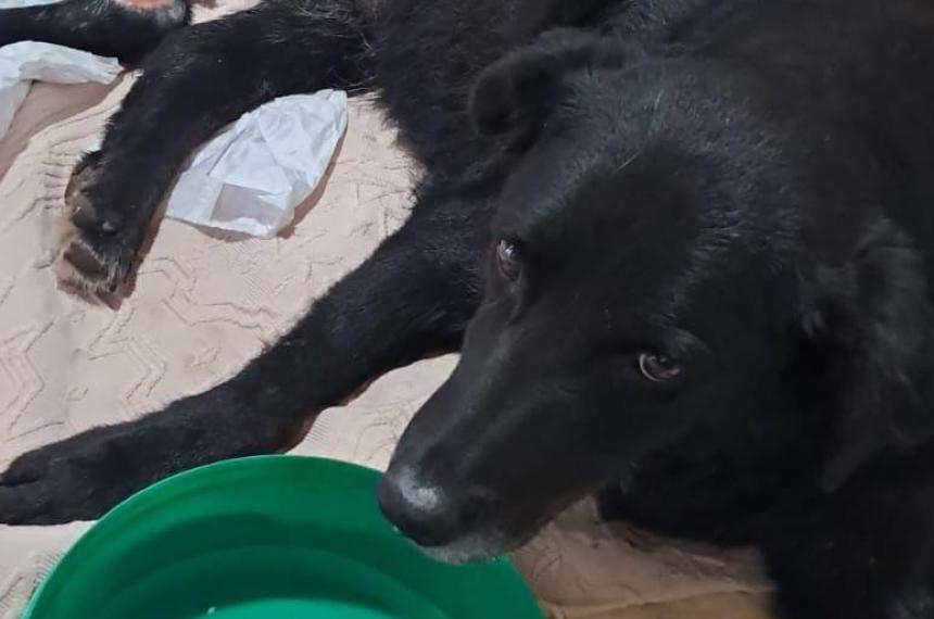 Lo que creíamos imposible fue posible aseguraron emocionadas las impulsoras de la colecta