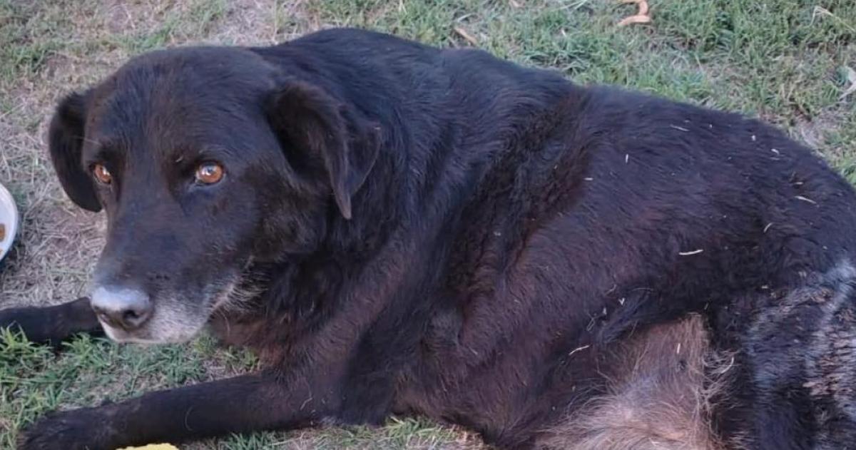 Una operacioacuten de 700000 separa a Negrita de la posibilidad de volver a caminar