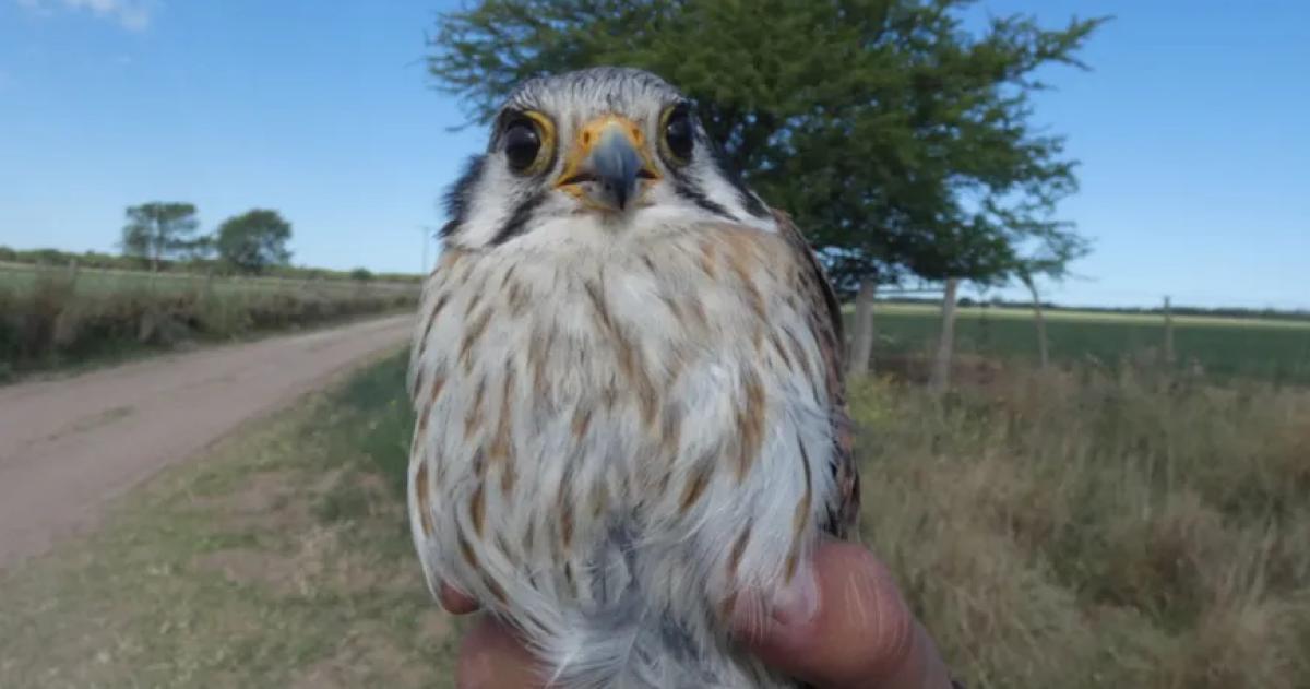 El monitoreo incluyó el marcado de pichones y el an�lisis en distintos tipos de nidos